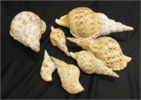 Seven graduated conch trumpet shells