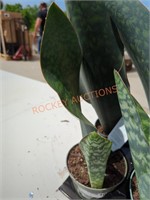 Sansevieria zeylanica