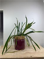 Large snake plant in planter -real