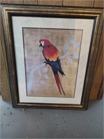 36x26 Scarlett Macaw Print - Beautiful Frame!
