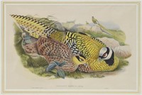 JOHN GOULD 'BIRDS OF ASIA' HAND-COLORED LITHOGRAPH