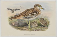 JOHN GOULD 'BIRDS OF GREAT BRITAIN' LITHOGRAPH