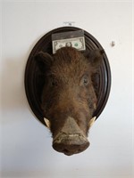 Vintage Taxidermy boar mount some damage from age