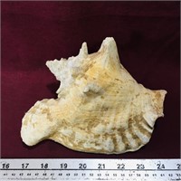 Vintage Conch Shell