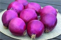 Seedway Redwing Onion Seeds(Treated Seed)