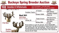Red 561 bred doe - Sudden Factor