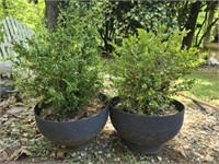 Pair of black hard plastic planters with plants