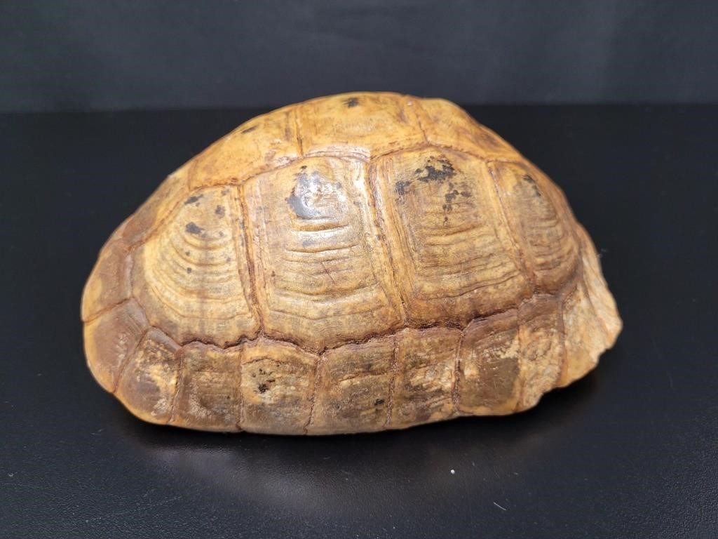 Tortoise Shell