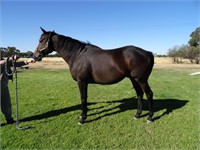 (VIC) PADDY - THOROUGHBRED GELDING