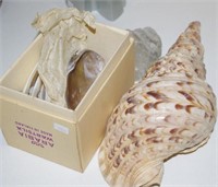 Large shell