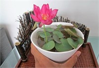 Lotus Seeds - Ready and Easy To Grow