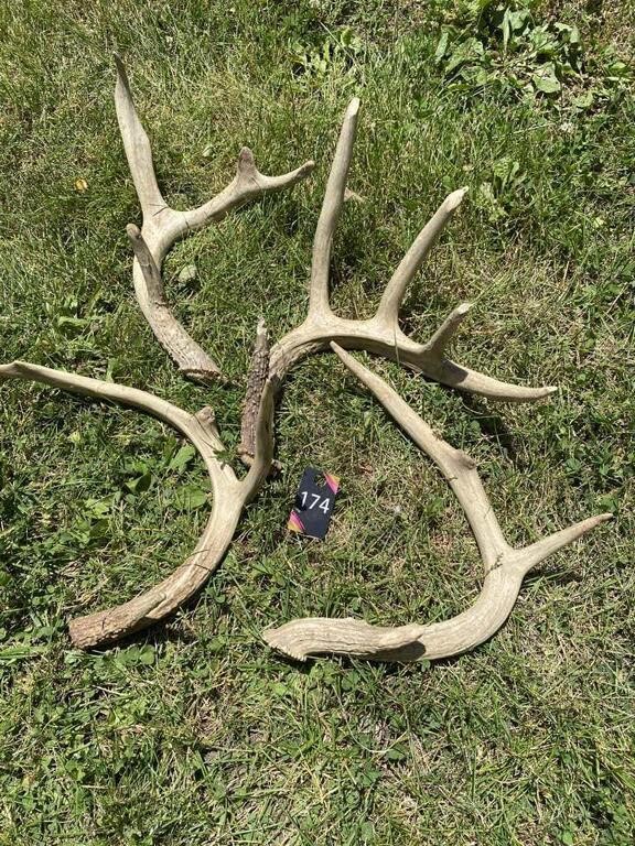 Deer Antlers