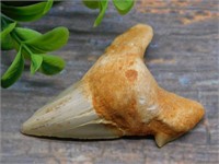 SHARK TOOTH ROCK STONE LAPIDARY SPECIMEN