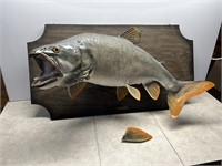 Taxidermy fish mount - needs fin glued on