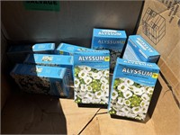 8 boxes of Alyssum Flower seeds