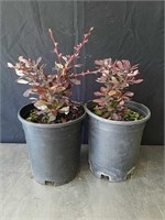 12 and 15-in Japanese Barberry