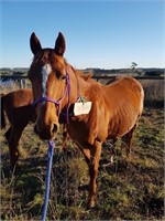 (SA) MOLLY - QH MARE & COLT FOAL