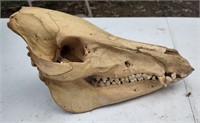 Animal Skull - Head Skull!  WOW!