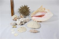 Assorted Sea Shells - Conch Shell etc.