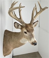 Giant Non Typical Whitetail Deer Taxidermy Mount