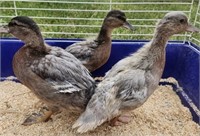 3 Unsexed-Call Ducklings-BlueFawn,Pastel or Butter