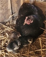 Hen & 4 Chicks-Chocolate Cochin Bantam & Mottled