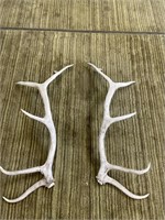 LARGE PAIR OF ANTLERS 6 POINT