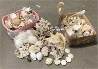 Assortment of Sea Shells & Coral