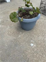 potted plant