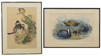(2) J. GOULD 'BIRDS OF GREAT BRITAIN' LITHOGRAPHS
