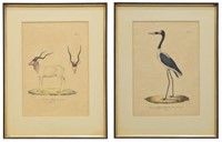 (2) FRAMED HAND-COLORED LITHOGRAPHS, E. RUPPELL