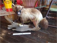 Taxidermy Mounted Badger