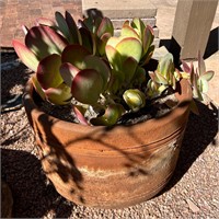 Terracotta Planter and Live Plant