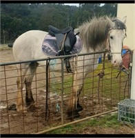 (TAS) XENA - CLYDESDALE X FILLY