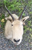 Mountain goat head mount      (g 22)