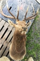 Large buck head mount        (g 22)