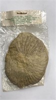 Cephalop Fossil (ammonite)