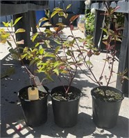 3 Lots /1ea 1 Gal Redtwig Dogwood