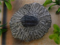 TRILOBITE FOSSIL ROCK STONE LAPIDARY SPECIMEN