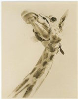 8x10 Giraffe face Chester Photo Service