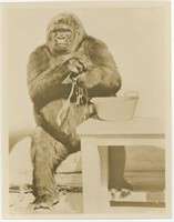 8x10 Gorilla with bucket of water Chester photo