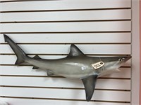 Sandbar Shark Full Body Mount