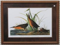 Virginian Rail by John J. Audubon