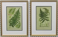 Set of 2 Ferns