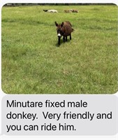 Miniature Make Donkey. Fixed. Rideable