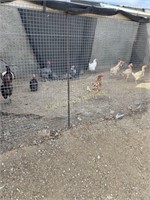 Chickens, approx 30 will sell live, each, per,