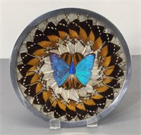 Butterfly Wing Art -Vintage Brazil
