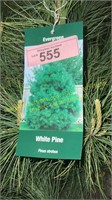 3 gallon White Pine