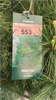 3 gallon White Pine