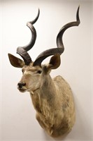 African Greater Kudu Taxidermy Shoulder Wall Mount